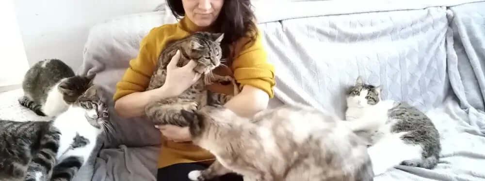 furever home cat shelter